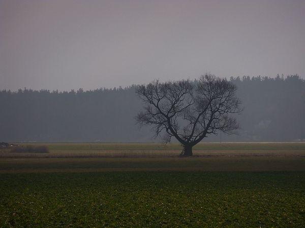 Samotne drzewo