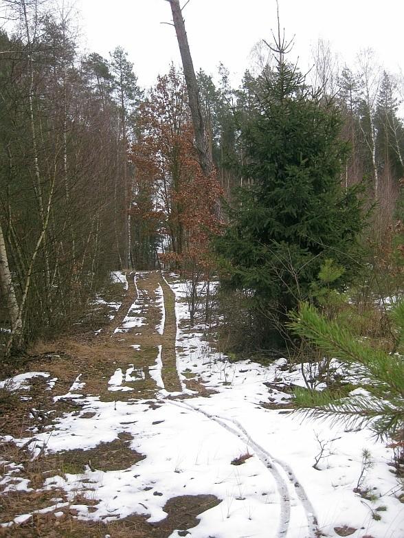 taka sobie leśna droga