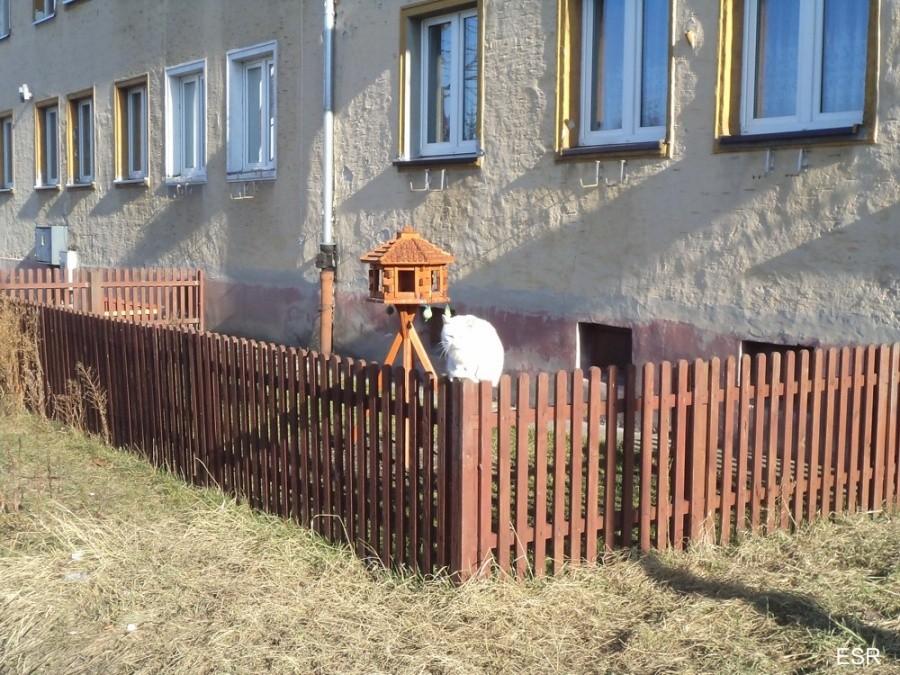 Kot na płocie