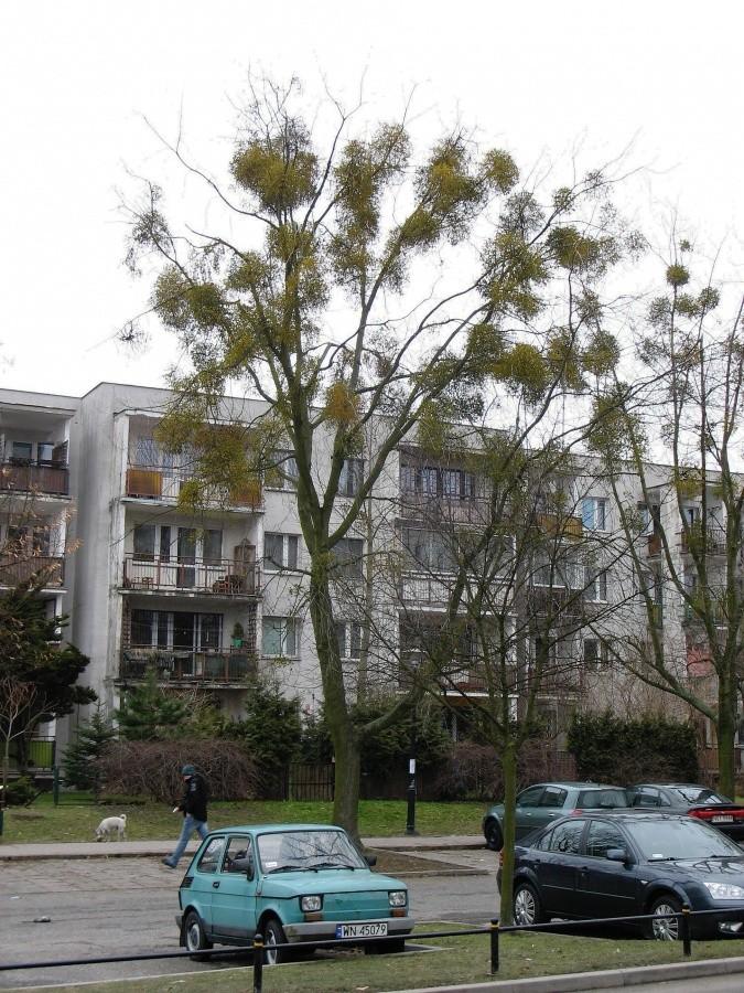 Maluch pod jemiołą