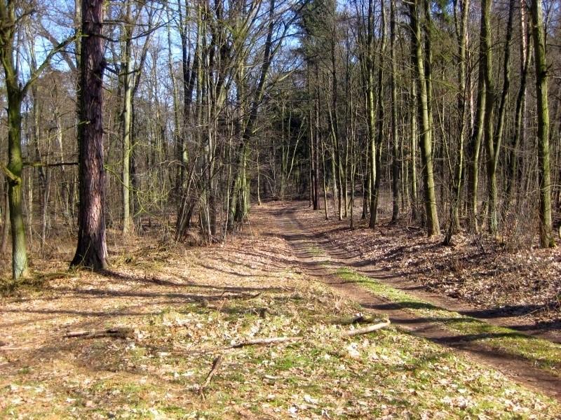 Droga leśna nieopodal Wierzonki