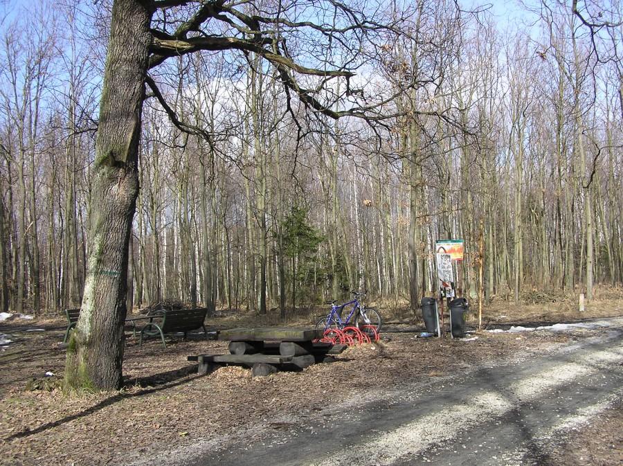 Lasy Murckowskie, pod dębem, idzie wiosna !