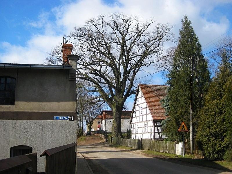 Jerzykowo - Pomnikowy dąb i stojący obok zabytkowy dom szachulcowy
