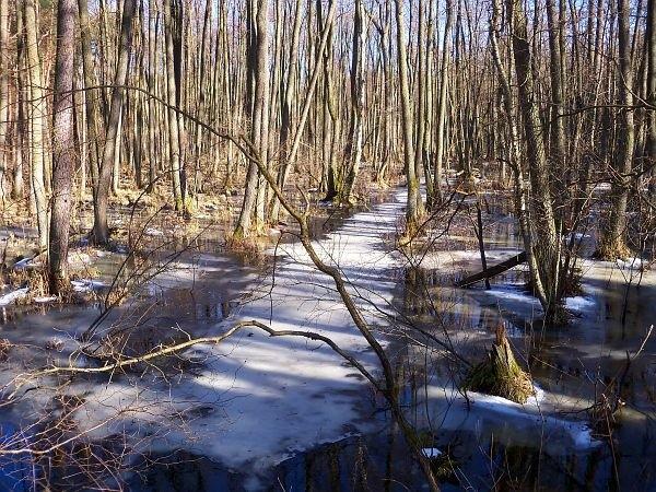 Wilcza Struga nieco szersza niż zwykle