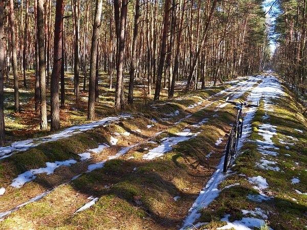 Puszcza Kampinoska