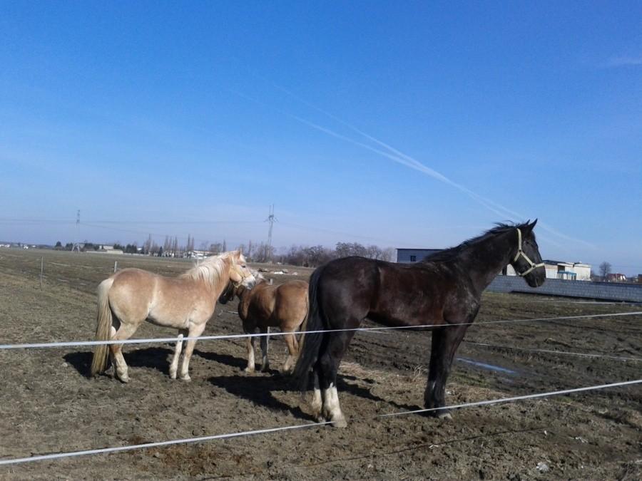 Konie w zagrodzie. Macierzysz