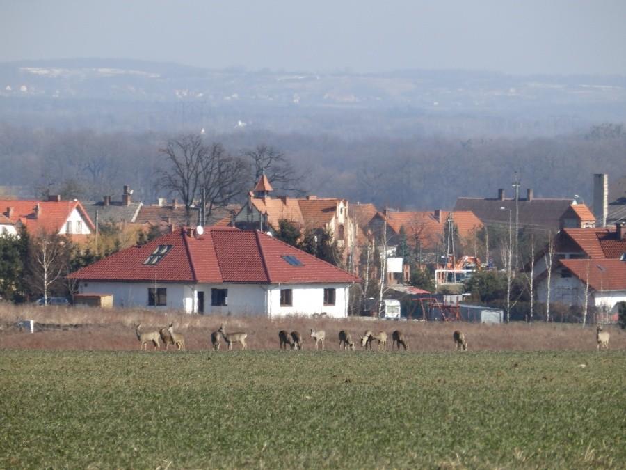 Sarny koło Pisarzowic