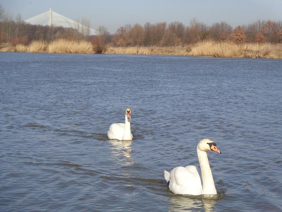 łabędzie na odrze