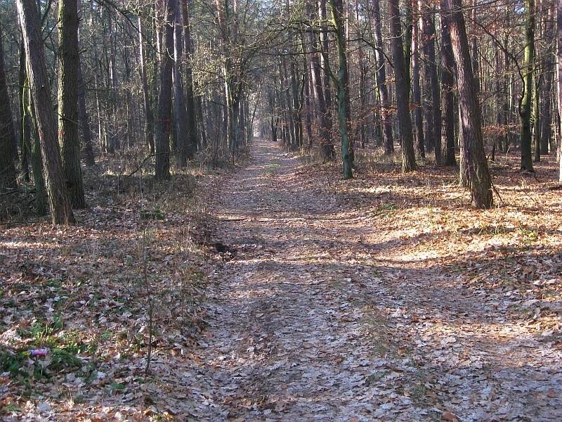 drogi leśne już w miarę suche
