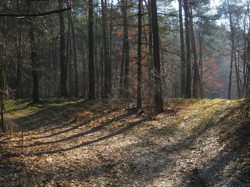 kawałek lasu z rana