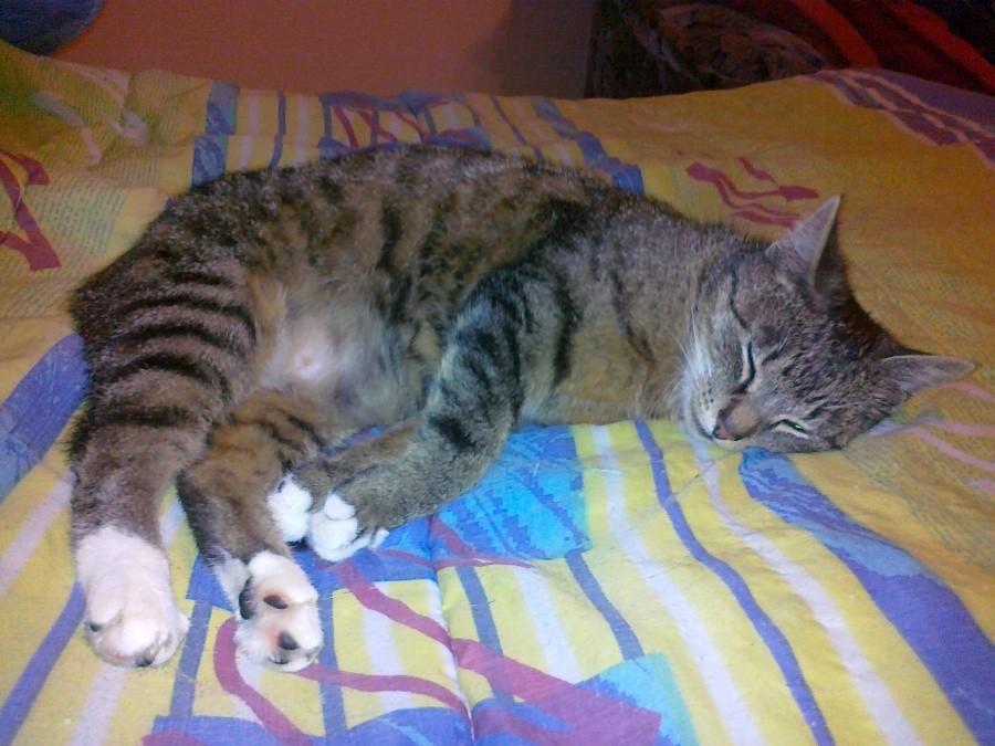 Tygrycha :)