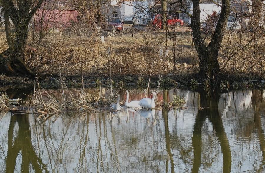 (G)Rzeczna rodzinka