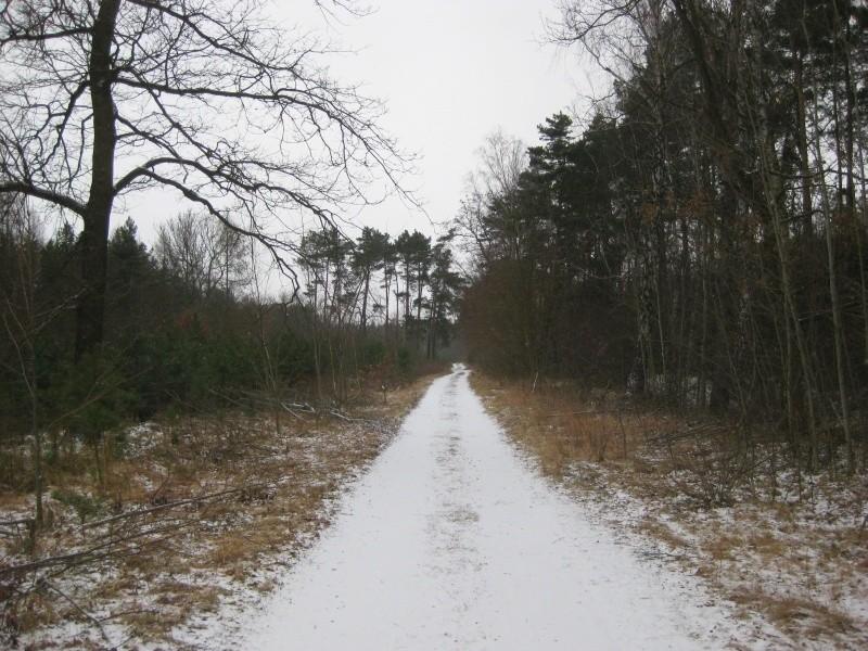 na drogach leśnych świeża warstwa śniegu