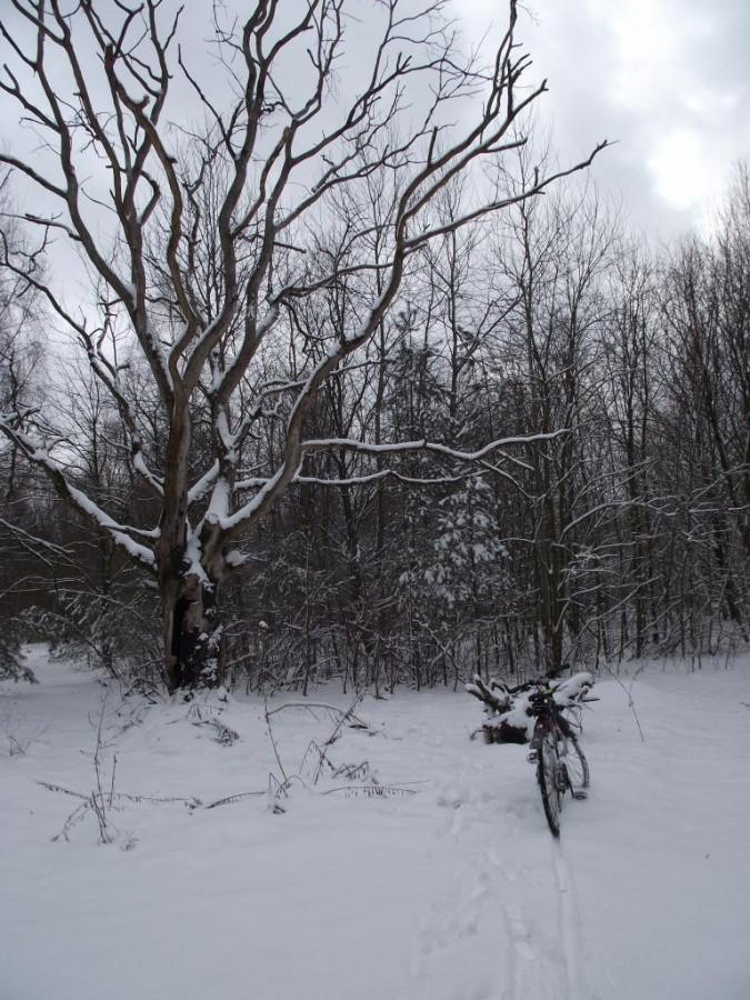 Waypoint #3099 i rowerek