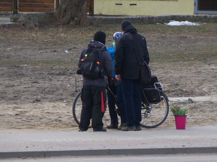 JEDEN Z TRZECH ROZDANYCH NA SKRZYŻOWANIU TULIPANÓW