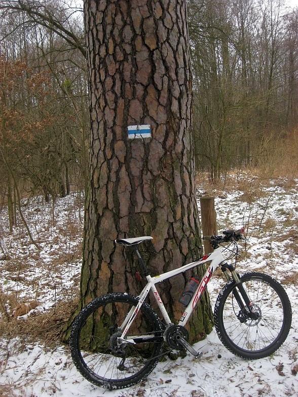 przy momnikowej sośnie w Annowie
