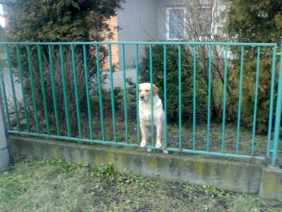 W Czechach nawet pieski nie szczekają na rowerzystów.