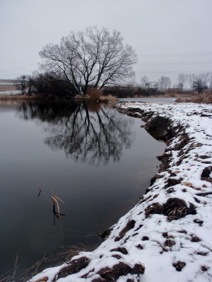 Staw w Turowie