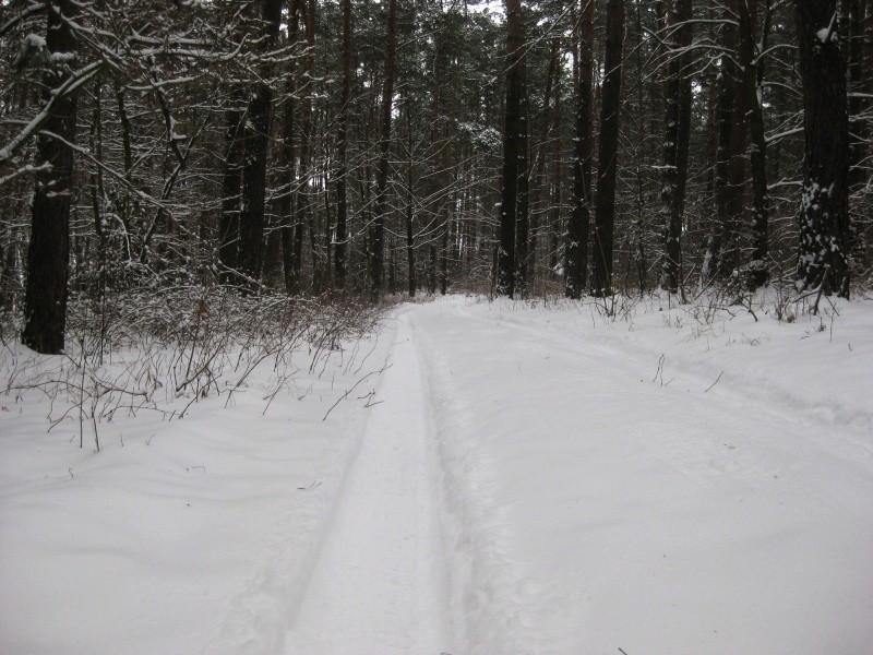15cm. świżego śniegu