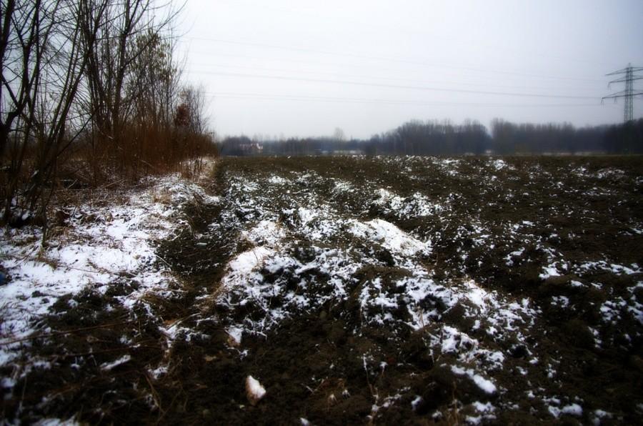 Przypruszone pola w Rudzie Śląskiej