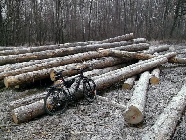 Fajny lasek zauważyłem, nigdy się w nim nie zatrzymywałem