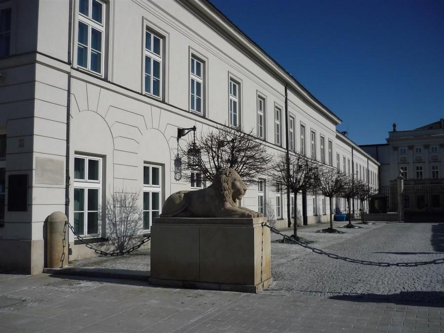 Duży kot wygrzewa się w słońcu