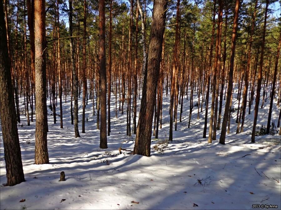 Kampinos ładnie wygląda zimą :-)