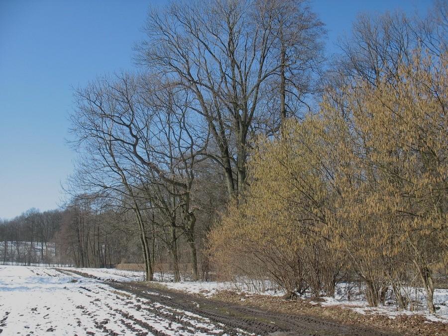 Kwitnąca leszczyna na błoniach natolińskich