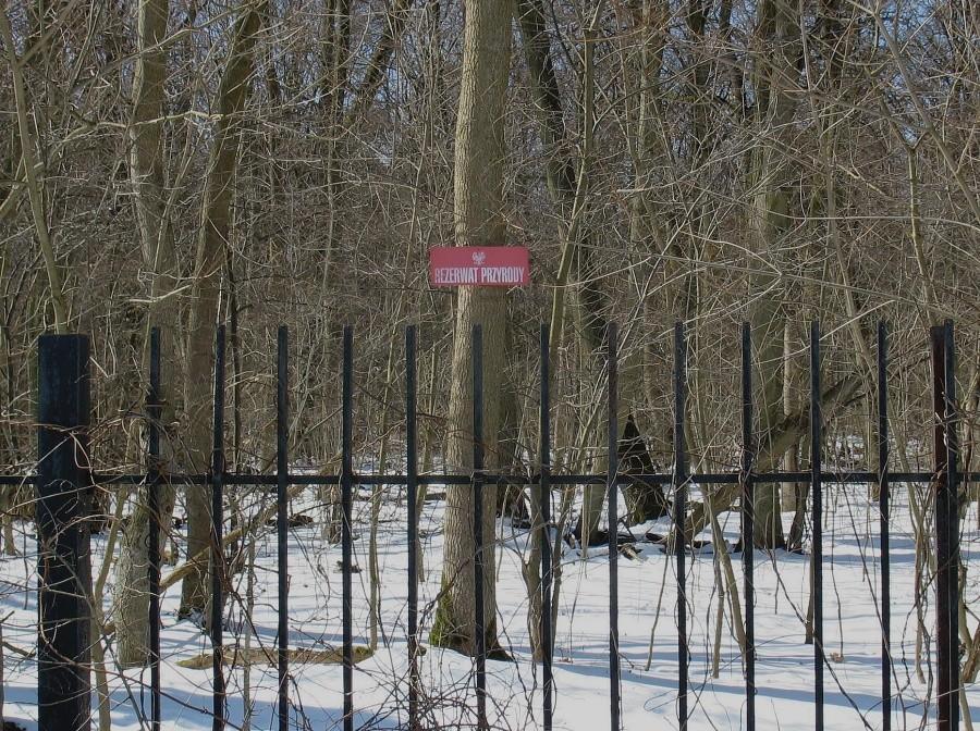 Rezerwat Przyrody Las Natoliński
