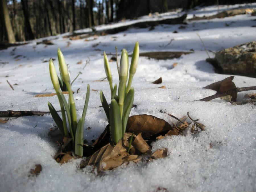 Przebiśniegi