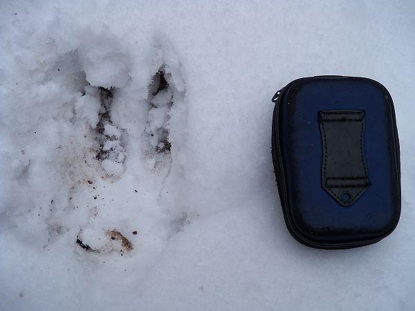 Trochę niewyraźny trop jelenia - chwilę wcześniej przebiegły mi drogę dwie sztuki, ale nie udało się pstryknąć żadnej fotki, w przeciwieństwie do łosi, jelenie nie przepadają chyba za pozowaniem do zdjęć ;)