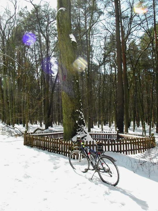 Dąb w Lesie Kabackim