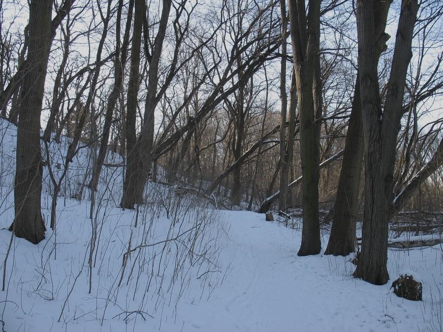 Ścieżka w rezerwacie Skarpa Ursynowska