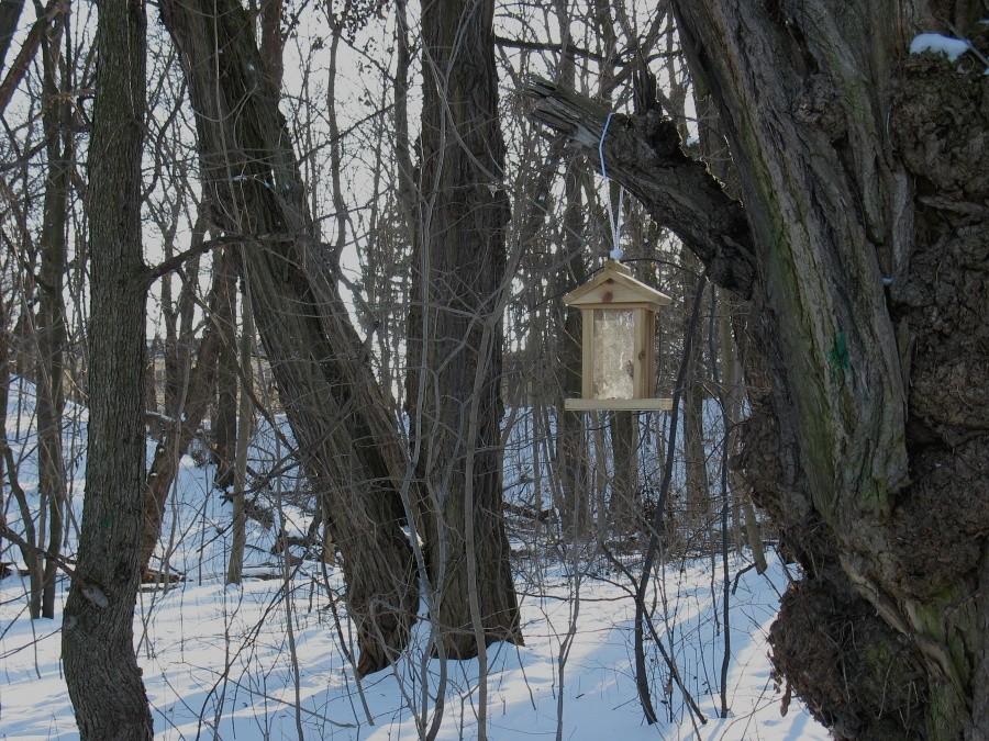 Ptasia stołówka w rez. Skarpa Ursynowska