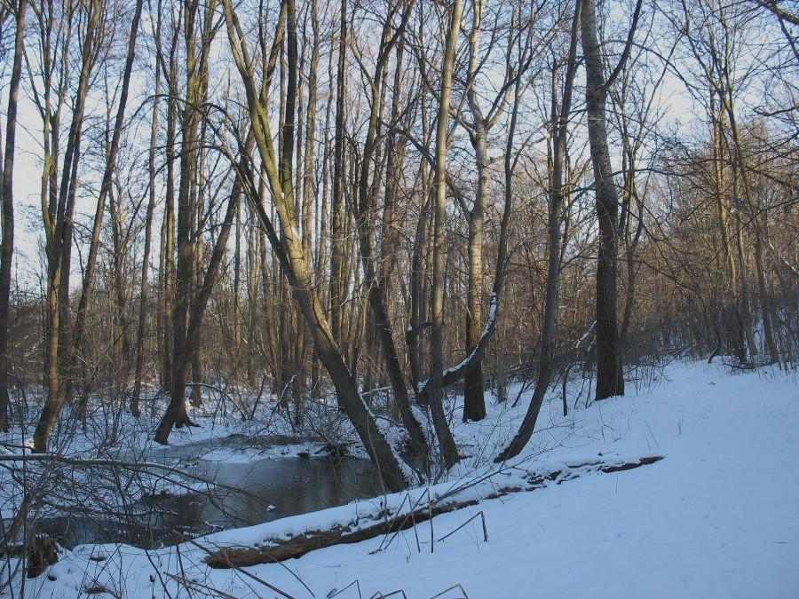 Ciepłe źródła w rez. Skarpa Ursynowska