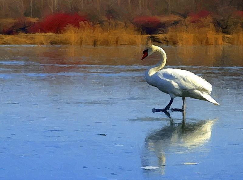 Łabądek z żabich dołów....