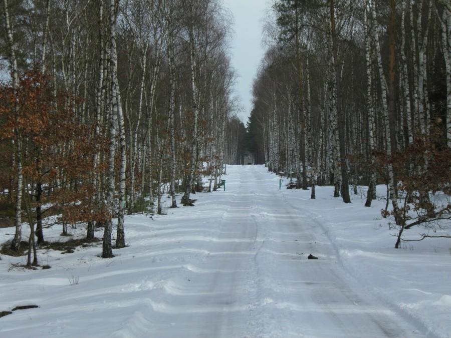Leśna droga nr 27 prowadząca do Leśniczówki Turznica.