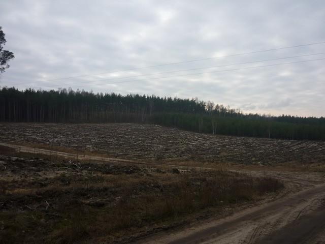 Na szlaku w pobliżu "Małej Kępy"