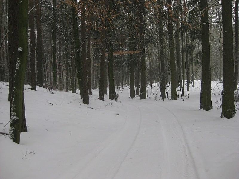 leśne drogi Puszczy Zielonka