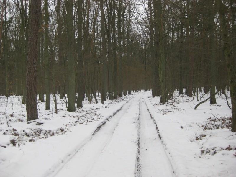 Puszcza Zielonka - jazda w śnieżnych koleinach