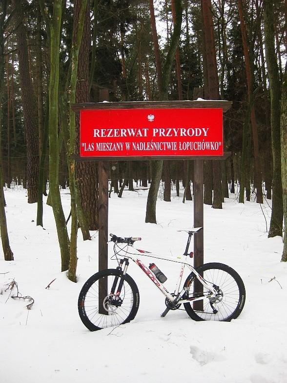 Puszcza Zielonka - Rezerwat Przyrody
