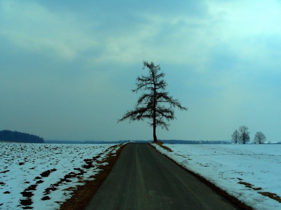 Nie mogło być inaczej jak od zdjęcia szczególnego drzewa na Starkowie.