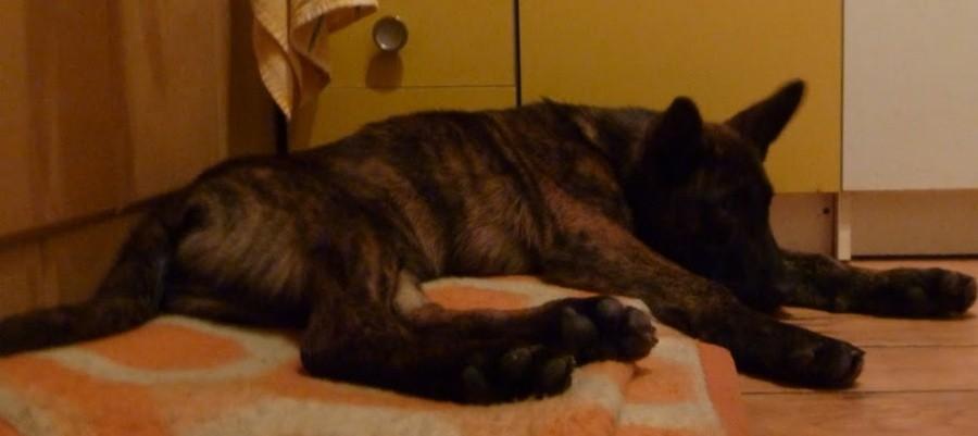 Na "koniec" wspomniana hiena w nowym domu. Już nakarmiona i wyluzowana :)