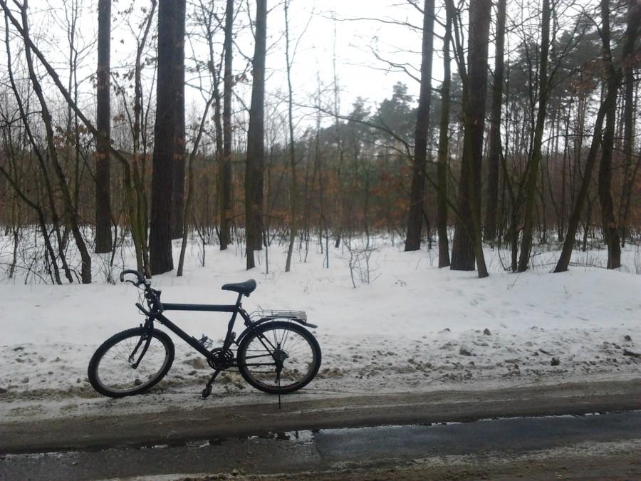 Czarna Helena we wiosennym lesie