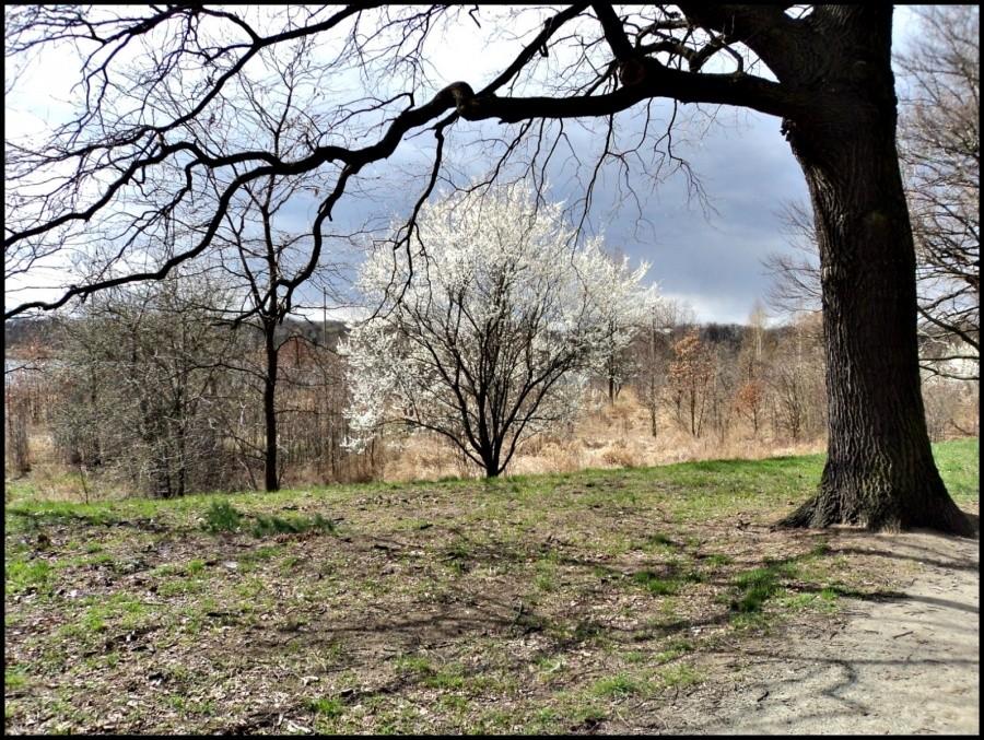 Las Osobowicki
