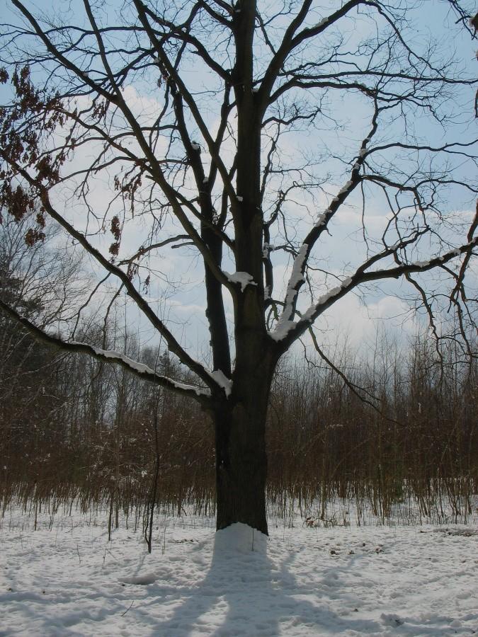 Słoneczny dąb