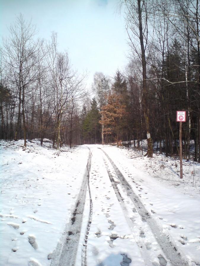 Śnieg w lasach na Ochojcu