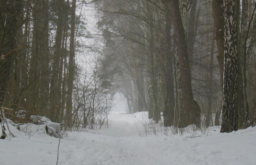 Zadymka śnieżna