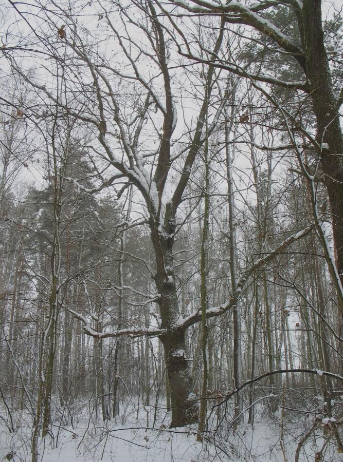 Dąb szypułkowy
