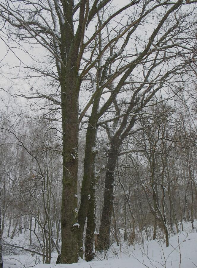 Dębowy szereg